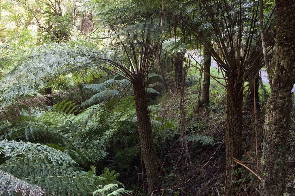 Tall Trees Eco Retreat - Blackwood Cottage Apollo Bay Exterior photo